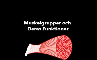 Muskelgrupper och Deras Funktioner