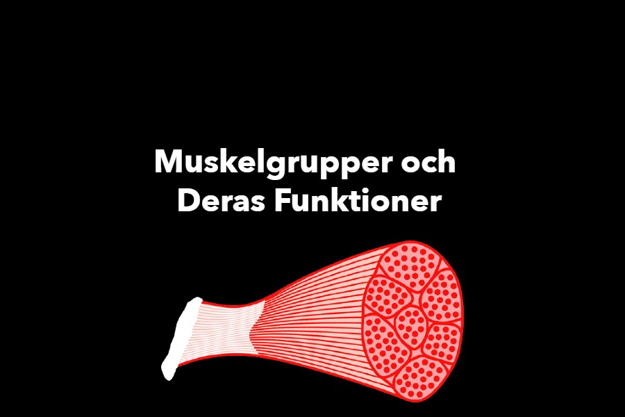 Muskelgrupper och Deras Funktioner